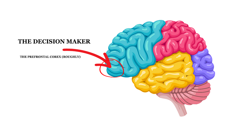 Brain structure highlighting decision-making areas