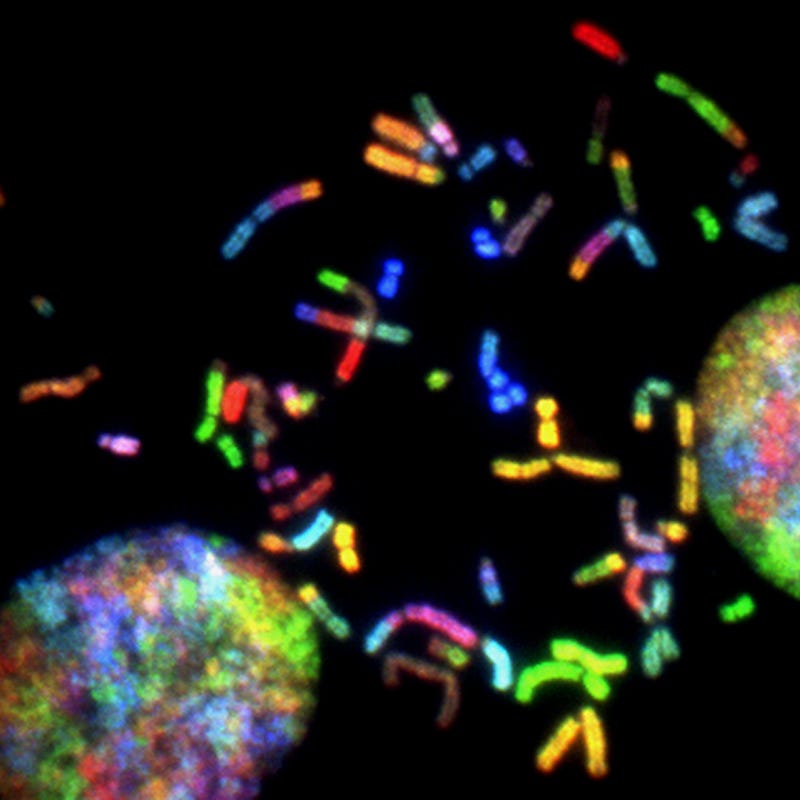 Genetic testing for Loeys-Dietz syndrome