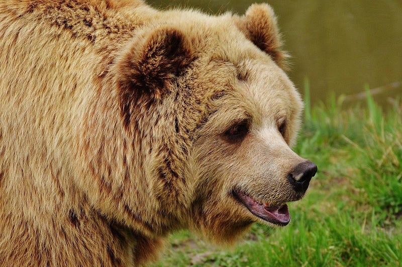 A captivating bear fishing at Brooks Falls