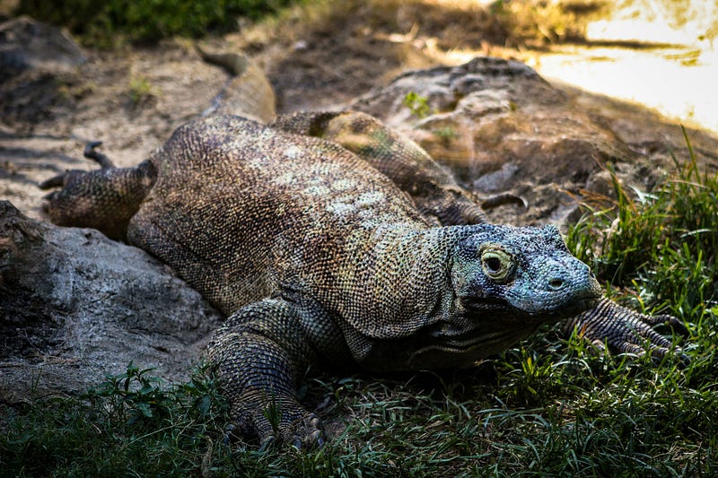 Image of a Komodo Dragon, a species that can reproduce asexually