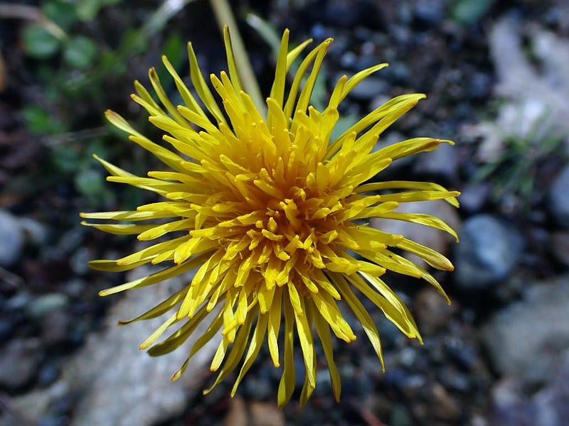 A dandelion flower emerging in spring