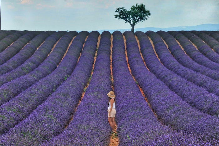 Lavender flowers in a beautiful field