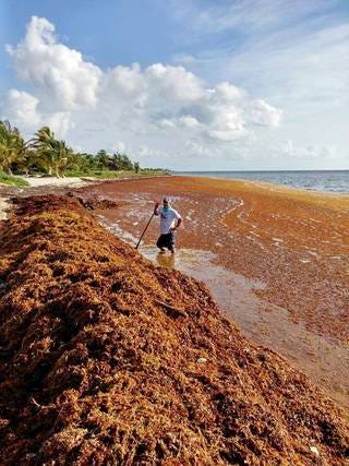 A vast mass of sargassum seaweed in the ocean