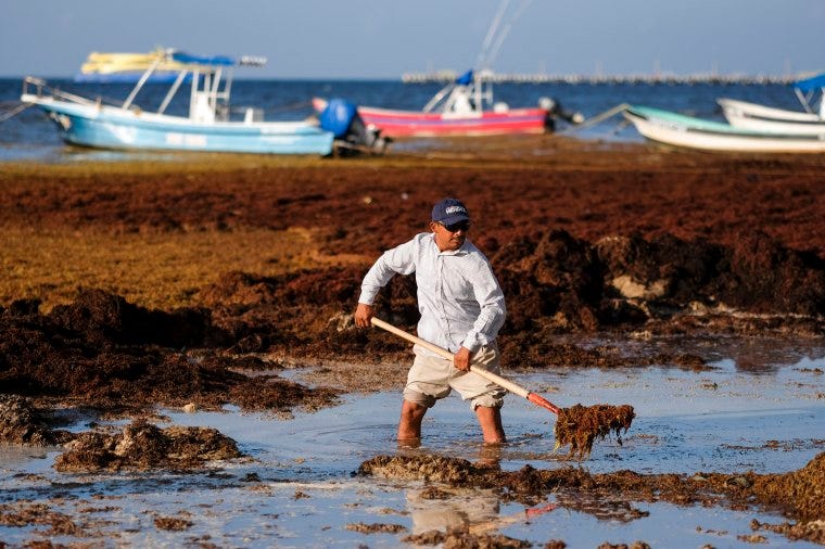 Workers cleaning sargassum from a beach