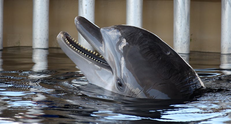 Bottlenose dolphin showcasing intelligence