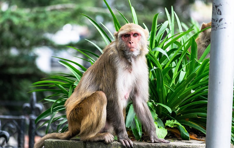 Rhesus macaque displaying complex behaviors