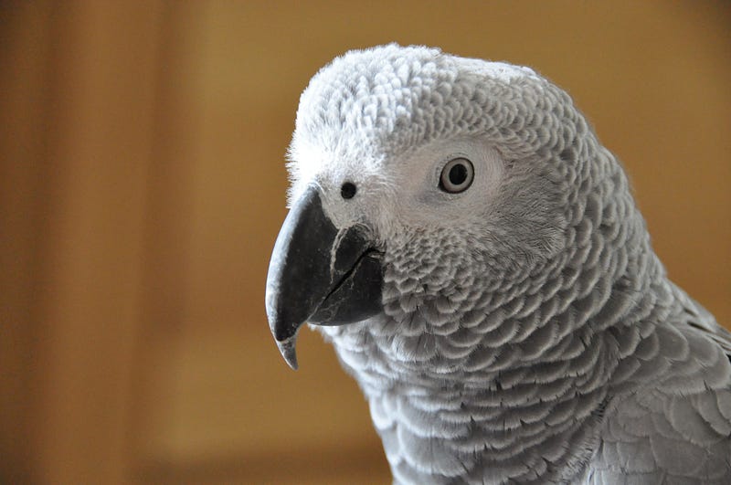 Gray parrot demonstrating communication skills