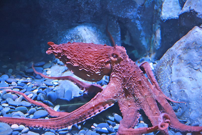 Giant octopus showcasing problem-solving skills