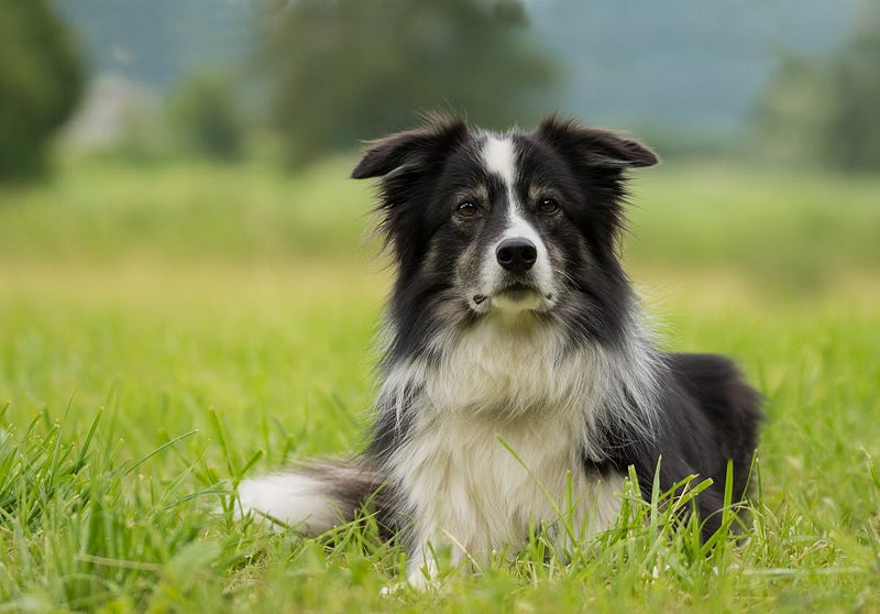 Border collie showcasing intelligence