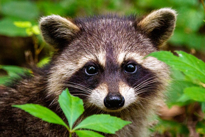 Raccoons showcasing their family dynamics