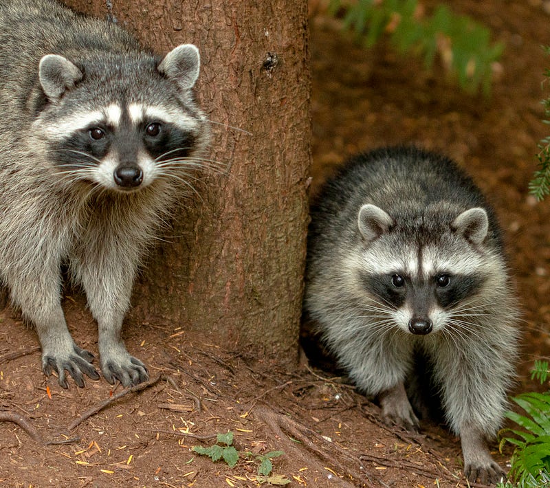 Raccoons in their natural habitat