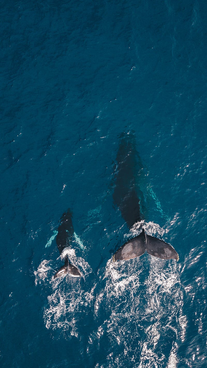 Blue Whales Visualizing Gigaton of Carbon