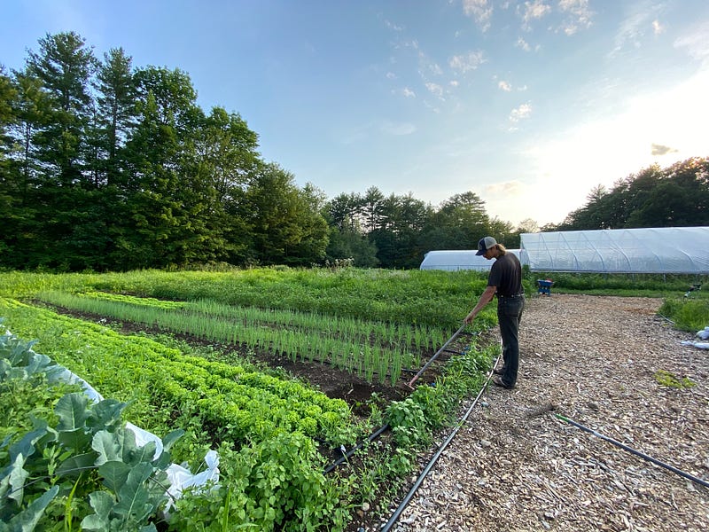 Healthy soil teeming with life