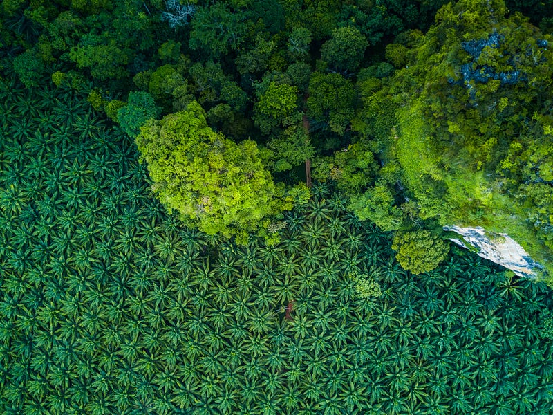 Oil palm plantations showcase low plant diversity.