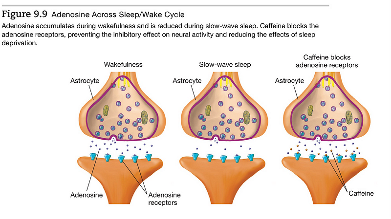 Graphical representation of adenosine and caffeine interaction