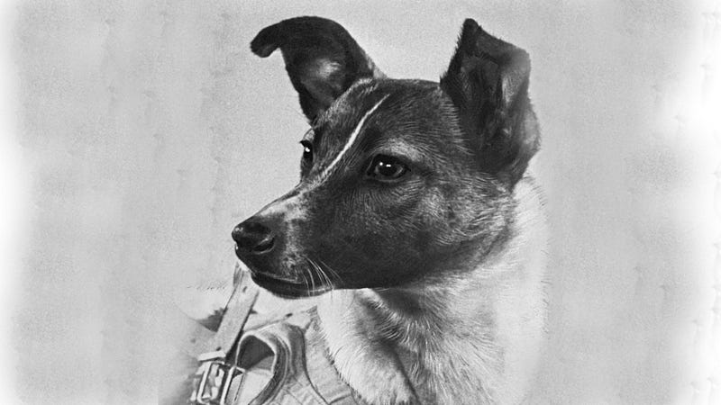 Laika, the iconic space dog