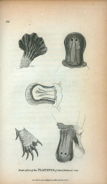 George Shaw's illustration of the platypus